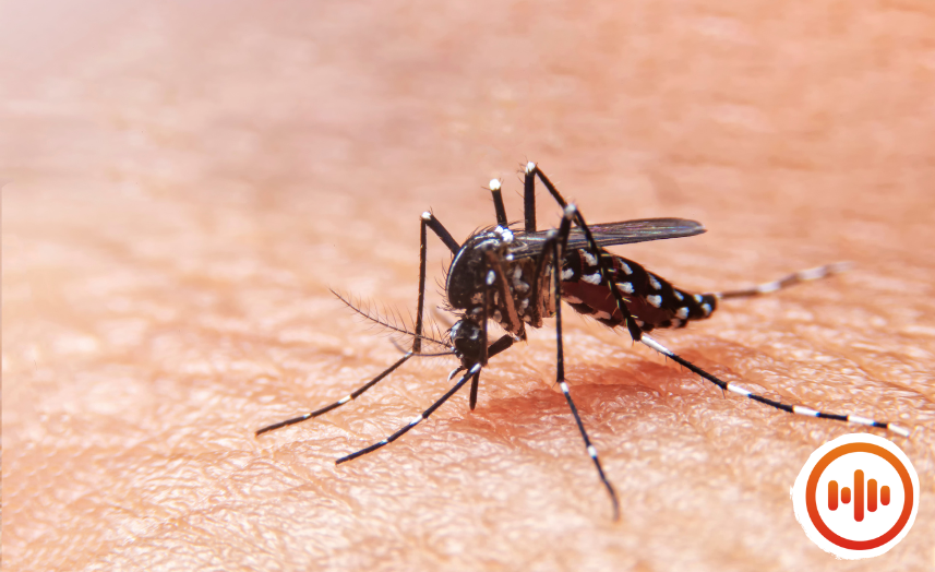 ðŸš¨ Casos de Dengue caem quase 75% no Brasil! ðŸš‘