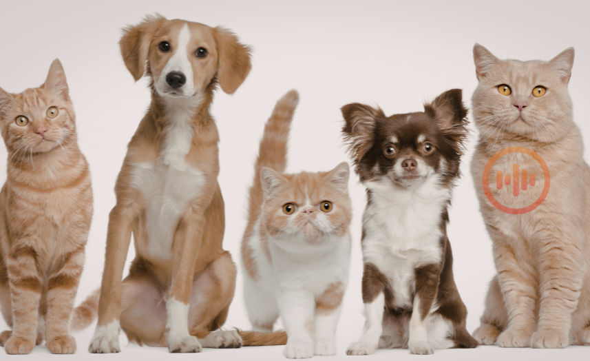 Nova lei cria política nacional para acolher animais resgatados em desastres