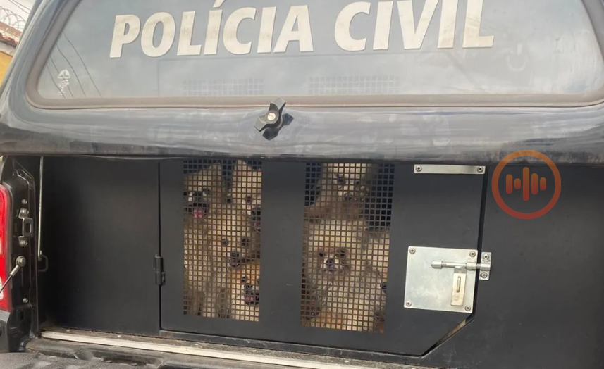 Polícia resgata 26 cães em situação precária em Belo Horizonte